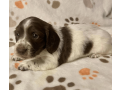 female-dachshund-puppy-available-small-2