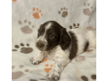 female-dachshund-puppy-available-small-0