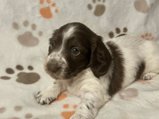 Female Dachshund Puppy Available