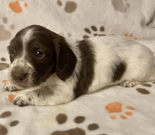 female-dachshund-puppy-available-big-2