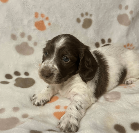 female-dachshund-puppy-available-big-0