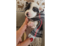 sweet-female-jack-russell-terrier-puppy-small-1