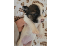 sweet-female-jack-russell-terrier-puppy-small-3