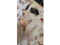 sweet-female-jack-russell-terrier-puppy-small-4