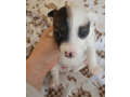 sweet-female-jack-russell-terrier-puppy-small-2