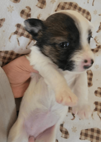 sweet-female-jack-russell-terrier-puppy-big-3