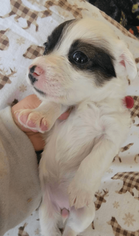 sweet-female-jack-russell-terrier-puppy-big-4