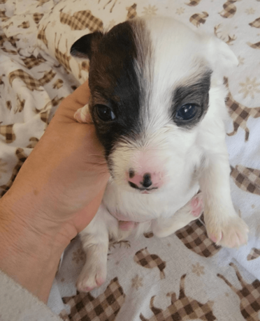 sweet-female-jack-russell-terrier-puppy-big-2