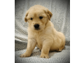 friendly-golden-retriever-puppy-small-0