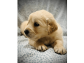 friendly-golden-retriever-puppy-small-2