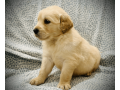 friendly-golden-retriever-puppy-small-1