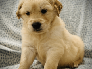 Friendly Golden Retriever Puppy