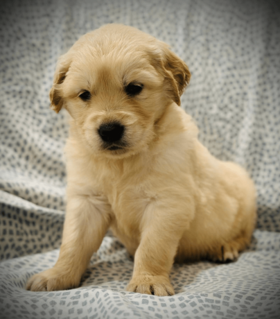 friendly-golden-retriever-puppy-big-0