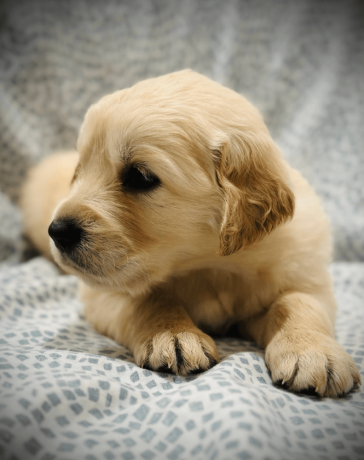 friendly-golden-retriever-puppy-big-2