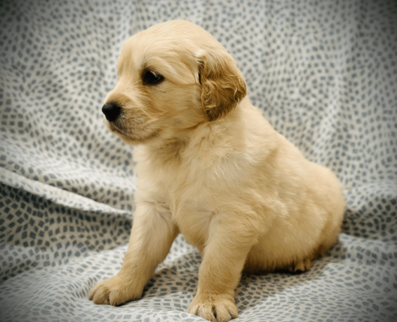 friendly-golden-retriever-puppy-big-1