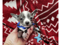 handsome-male-chihuahua-with-a-tuxedo-coat-small-1