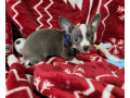 handsome-male-chihuahua-with-a-tuxedo-coat-small-0