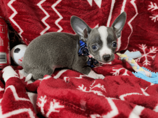 Handsome Male Chihuahua with a Tuxedo Coat