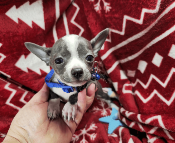 handsome-male-chihuahua-with-a-tuxedo-coat-big-1