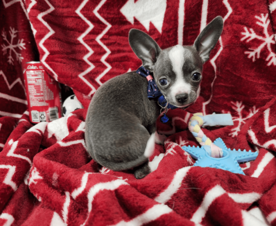 handsome-male-chihuahua-with-a-tuxedo-coat-big-3