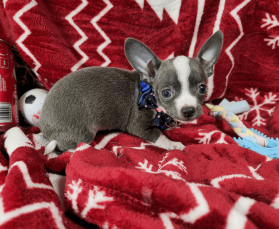 handsome-male-chihuahua-with-a-tuxedo-coat-big-0