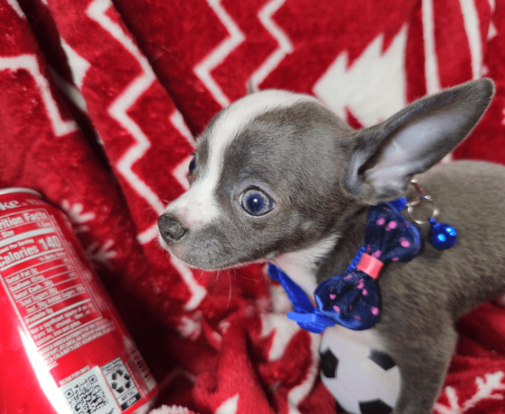 handsome-male-chihuahua-with-a-tuxedo-coat-big-2