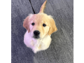 golden-retriever-puppy-for-sale-small-0