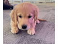 golden-retriever-puppy-for-sale-small-2