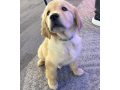 golden-retriever-puppy-for-sale-small-3