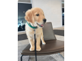 golden-retriever-puppy-for-sale-small-1