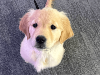 Golden Retriever Puppy for sale