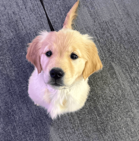 golden-retriever-puppy-for-sale-big-0