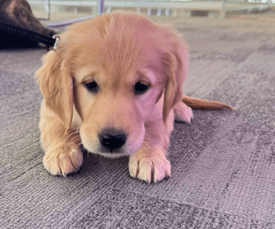 golden-retriever-puppy-for-sale-big-2