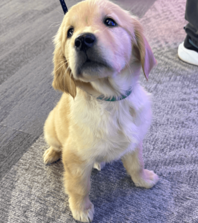 golden-retriever-puppy-for-sale-big-3