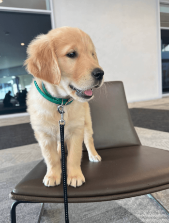 golden-retriever-puppy-for-sale-big-1