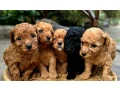 toy-poodles-for-salehealthy-puppies-adopt-a-small-dog-small-1