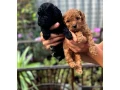 toy-poodles-for-salehealthy-puppies-adopt-a-small-dog-small-0