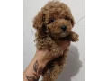 toy-poodles-for-salehealthy-puppies-adopt-a-small-dog-small-2