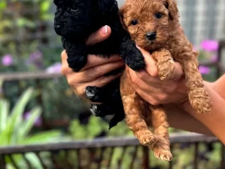 Toy Poodles for sale,healthy puppies, adopt a small dog