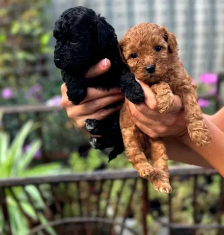 toy-poodles-for-salehealthy-puppies-adopt-a-small-dog-big-0