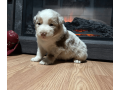 australian-shepherd-puppy-small-2