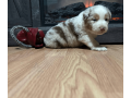 australian-shepherd-puppy-small-3