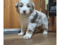 australian-shepherd-puppy-small-1