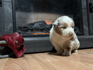 Australian Shepherd puppy