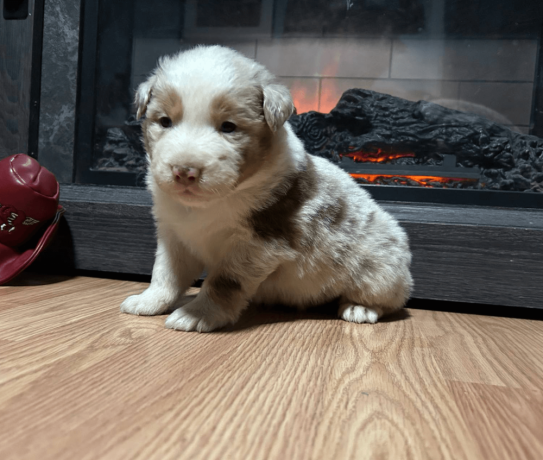 australian-shepherd-puppy-big-2