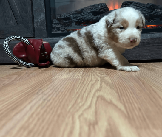 australian-shepherd-puppy-big-3