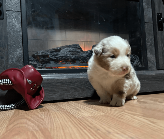 australian-shepherd-puppy-big-0