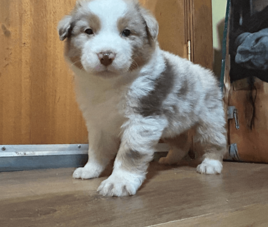 australian-shepherd-puppy-big-1