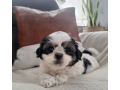 shih-tzu-puppy-for-sale-in-the-usa-small-1