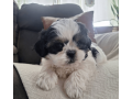 shih-tzu-puppy-for-sale-in-the-usa-small-0